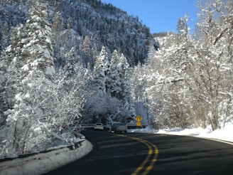 black asphalt road between snow covered trees during daytime