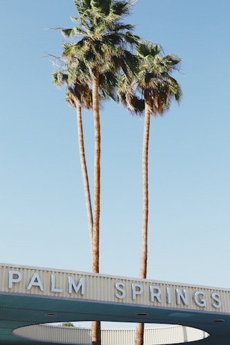 Palm trees in Palm Springs California