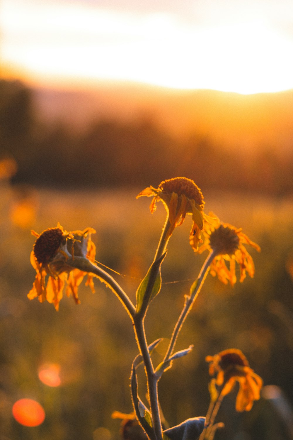 yellow flower in tilt shift lens