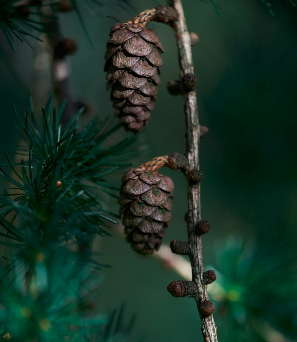 brown pine cone on brown tree branch