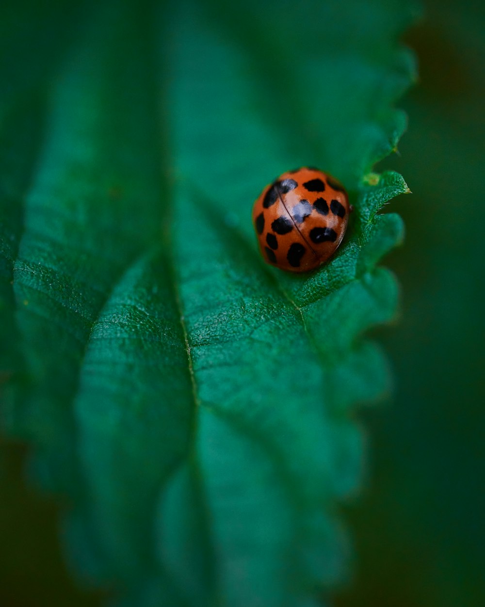 orange and black ladybug on green leaf