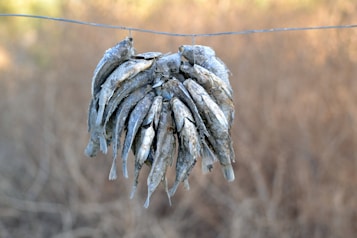 A cluster of dried fish hangs from a wire against a blurred background. The fish are arranged closely together, their scales appearing dull and textured, with some having open mouths.