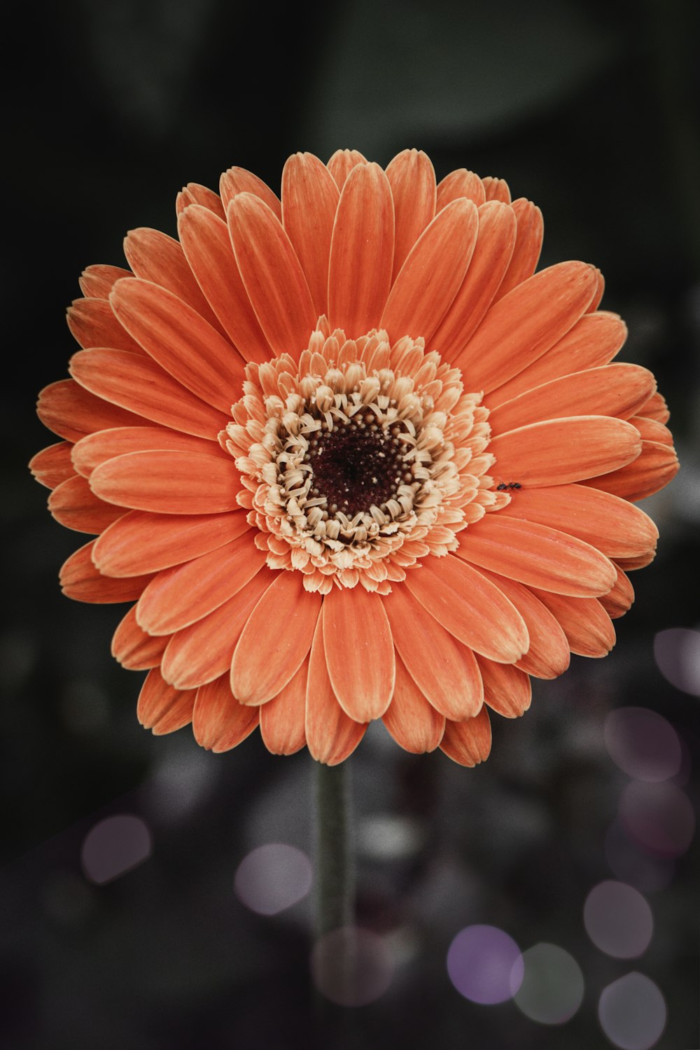 orange flower in tilt shift lens