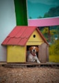 brown and white short coated dog on red and green wooden house