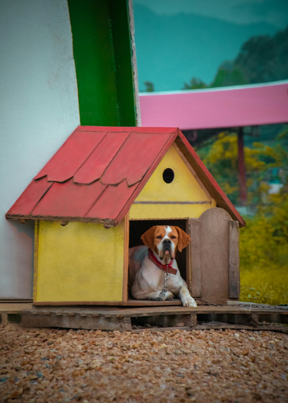 Perro de pelo corto marrón y blanco en casa de madera roja y verde