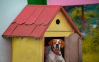 brown and white short coated dog on red and green wooden house