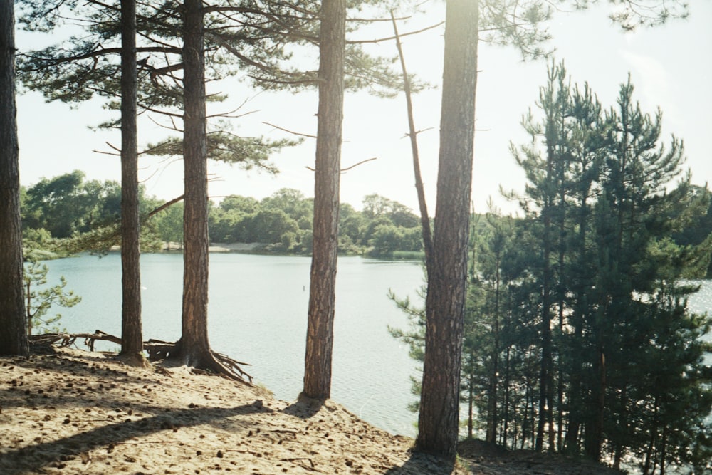 green trees near body of water during daytime