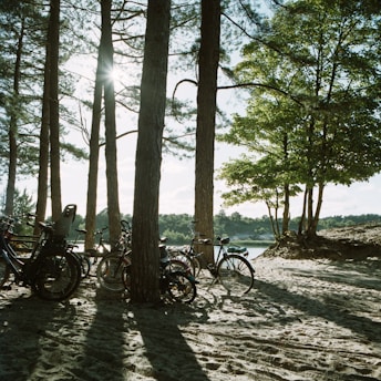 A serene forest landscape with tall trees allowing sunlight to filter through their branches, casting long shadows on a sandy ground. Several bicycles are parked among the trees, suggesting a tranquil spot for outdoor leisure or exploration. A distant view of a lake framed by lush greenery enhances the peaceful ambiance.