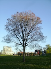 A large tree stands prominently in the foreground of a grassy area with sparse leaves. In the background, a glass conservatory structure with a distinctive dome shape is visible. A group of people are scattered around the park, some walking and others gathered in small groups, enjoying the open space.