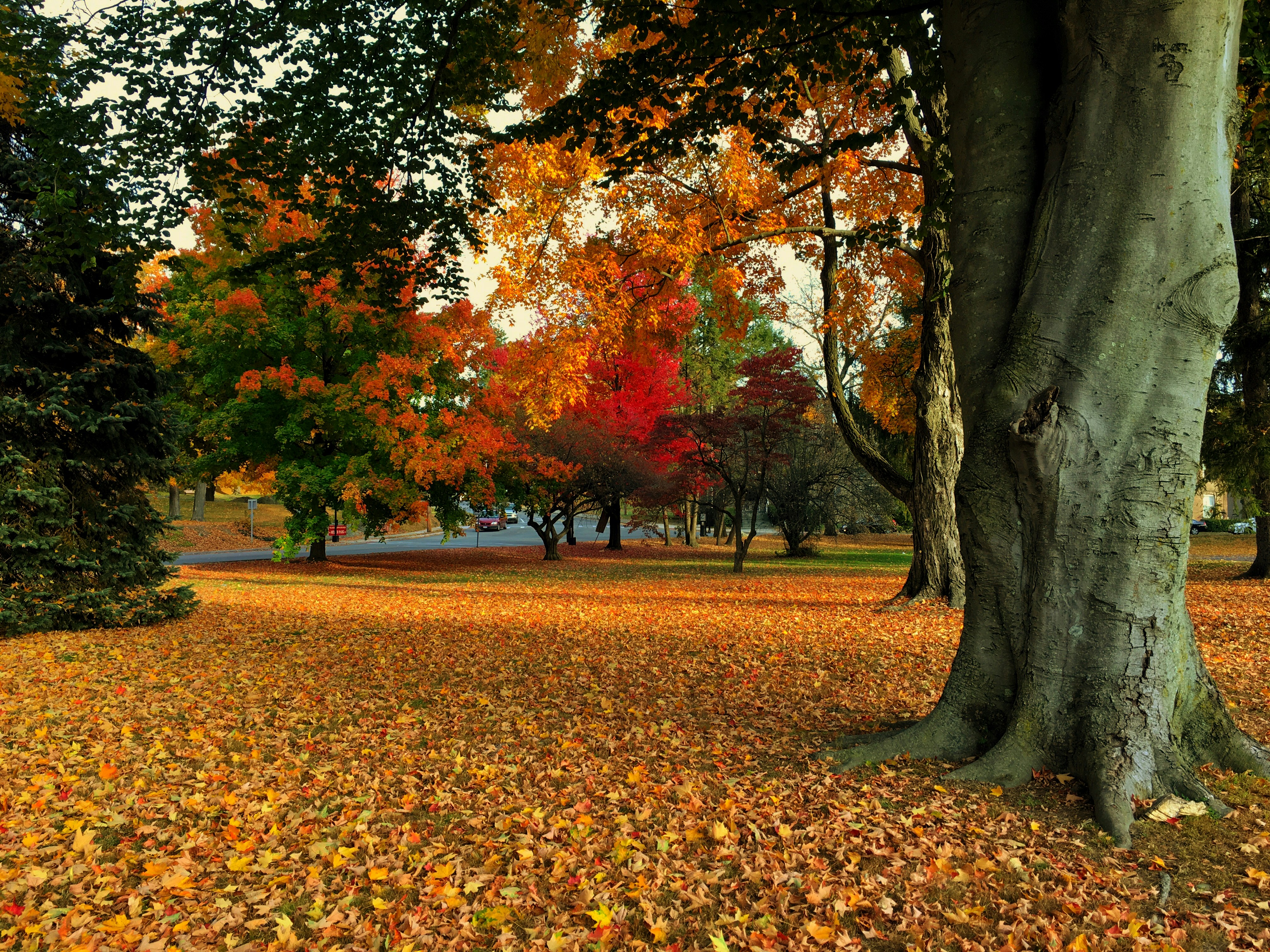 brown and green trees on brown field during daytime, Autumn
