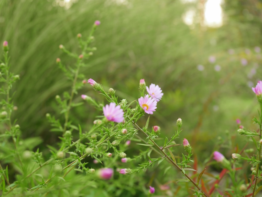 purple and white flower in tilt shift lens