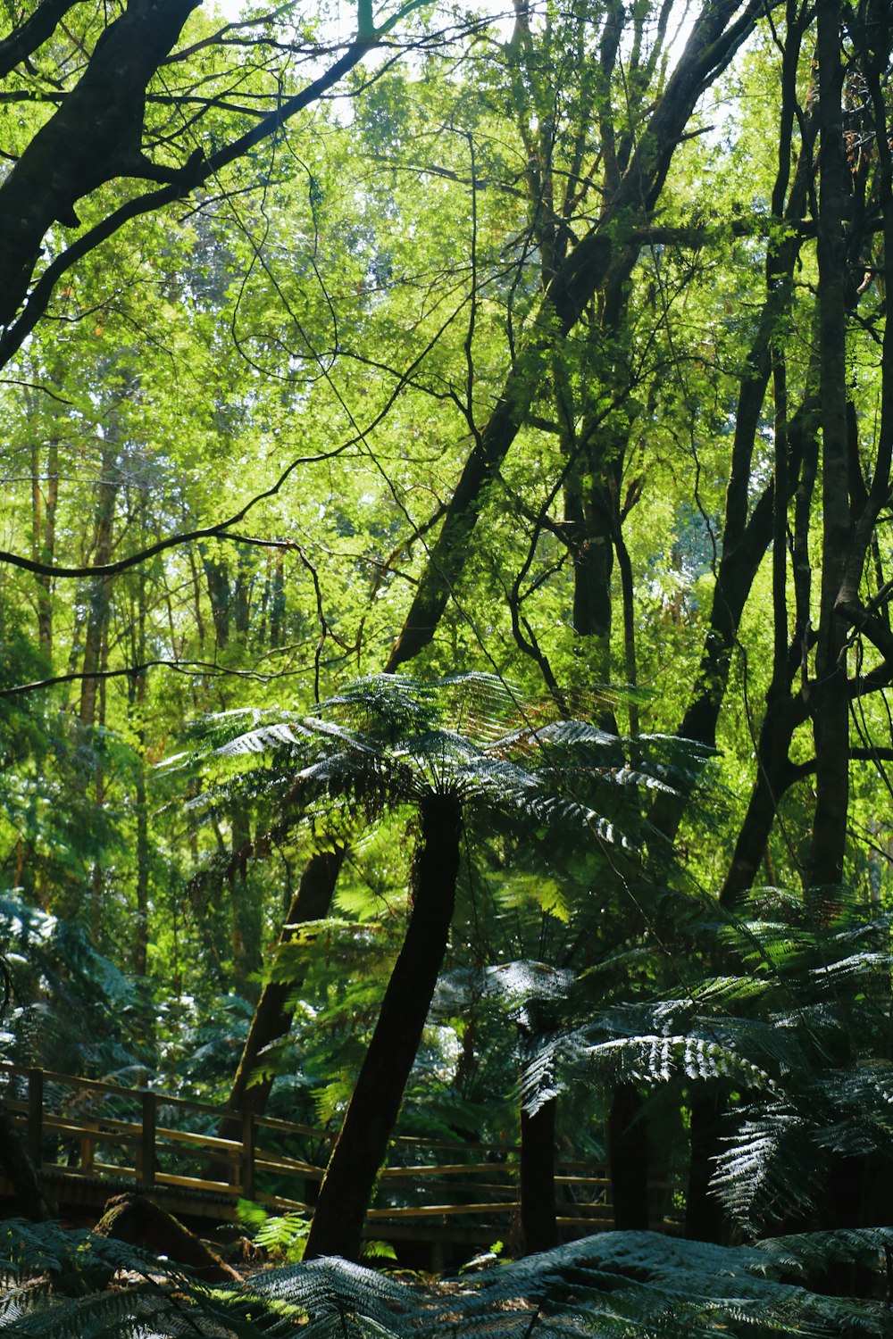 green trees in forest during daytime