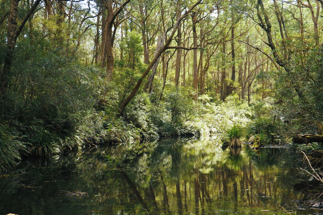 Forest photo spot Monga Mountain Hyams Beach