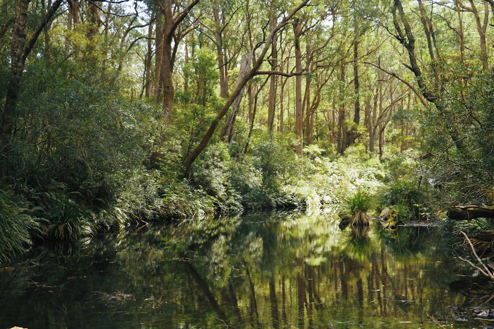 green trees beside river during daytime