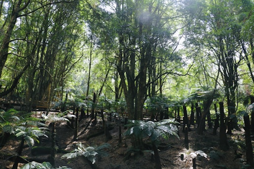 Dense ancient forest with sunlight filtering through tall trees and lush greenery.