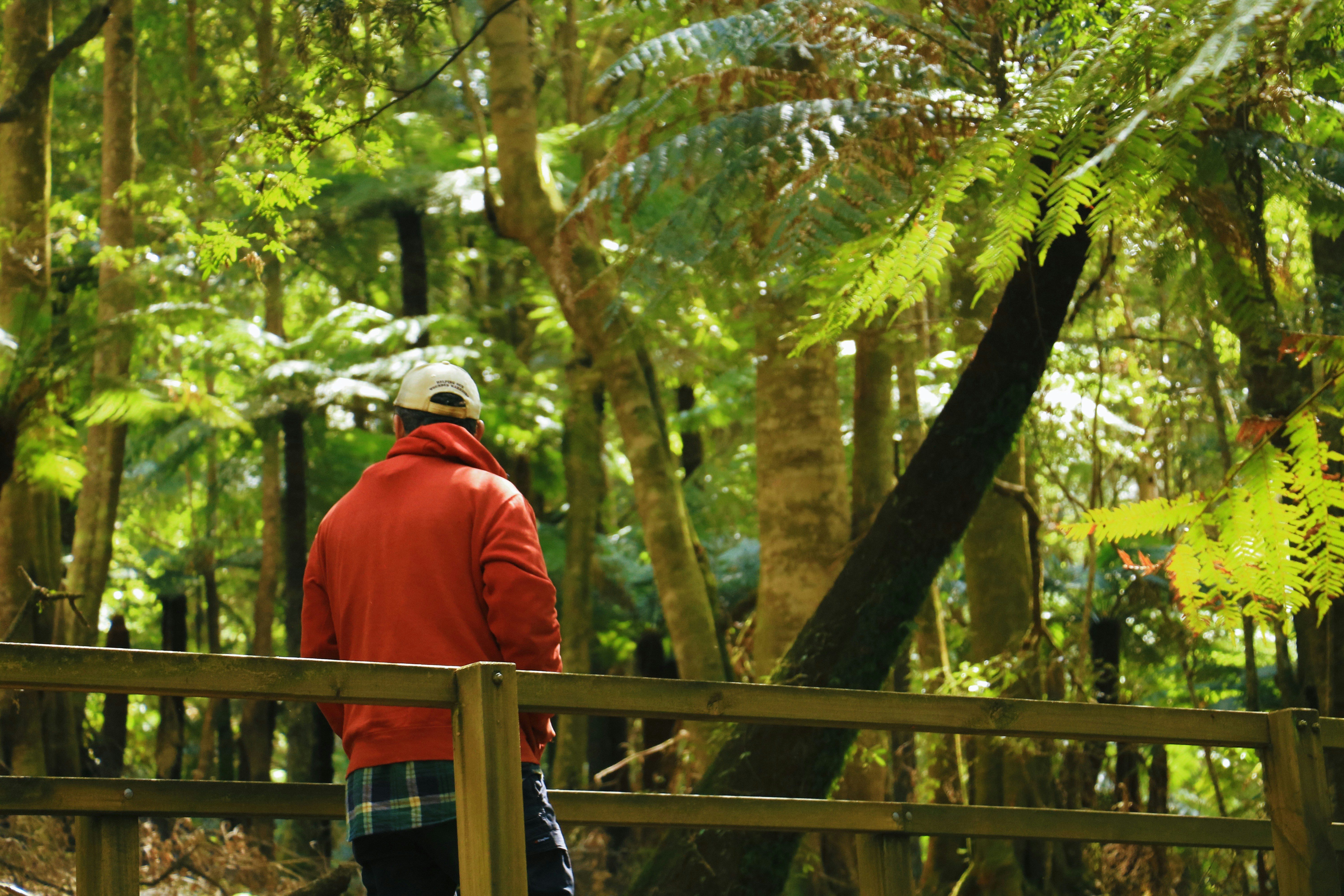 Man in red hoodie on a boardwalk in rainforest