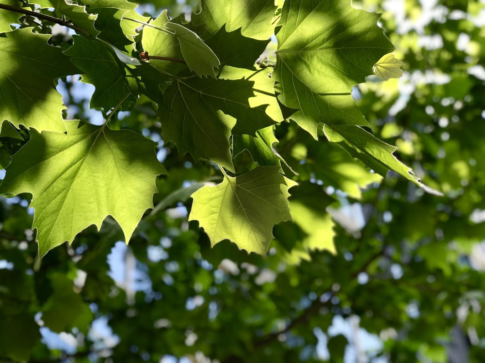 green leaves in tilt shift lens