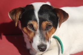 A small dog with a distinctive white coat featuring black and brown markings around its eyes and ears. The animal is wearing a green collar and is positioned against a solid red background.