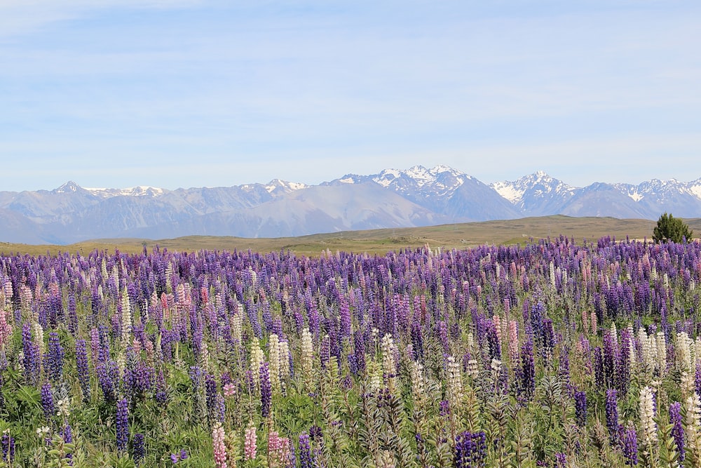 purple flower field near mountains during daytime