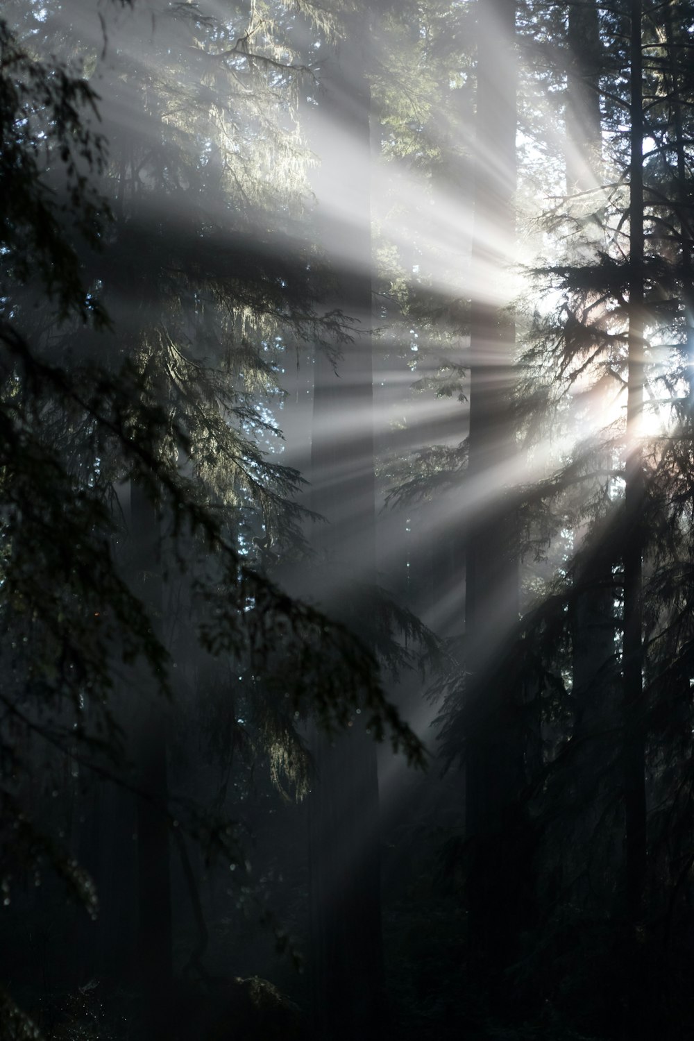 alberi verdi sotto il cielo soleggiato