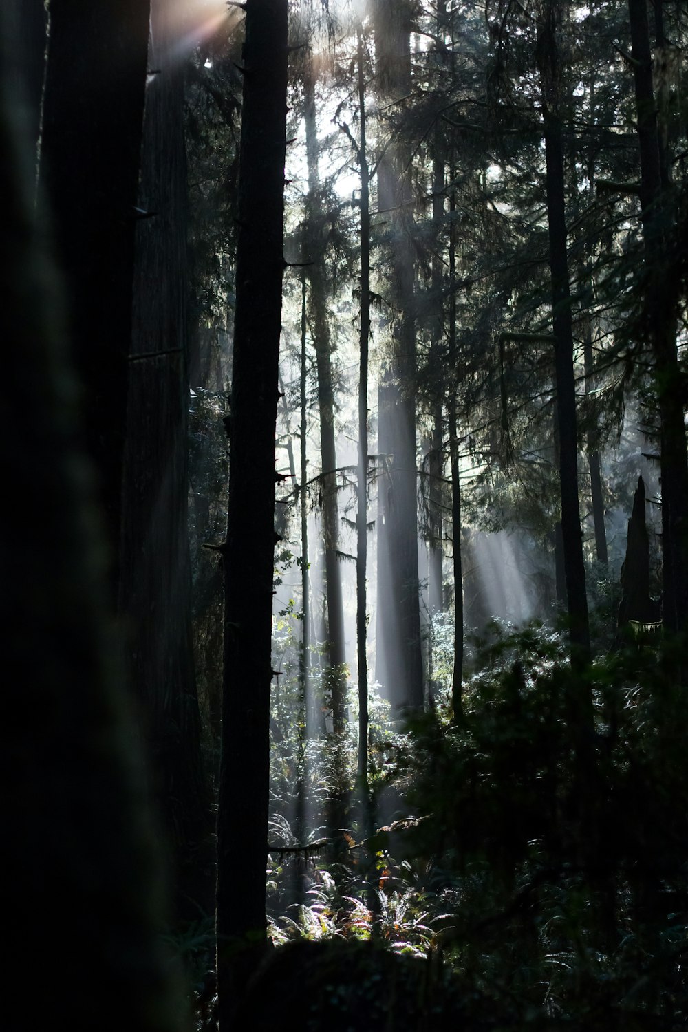 green trees in forest during daytime