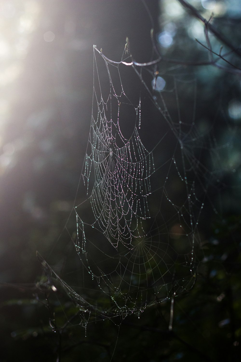 日中の茶色の草に張った蜘蛛の巣