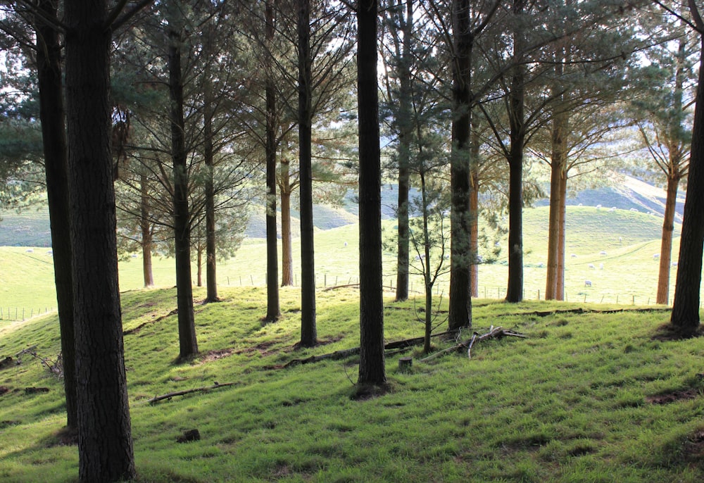 Grünes Grasfeld mit Bäumen