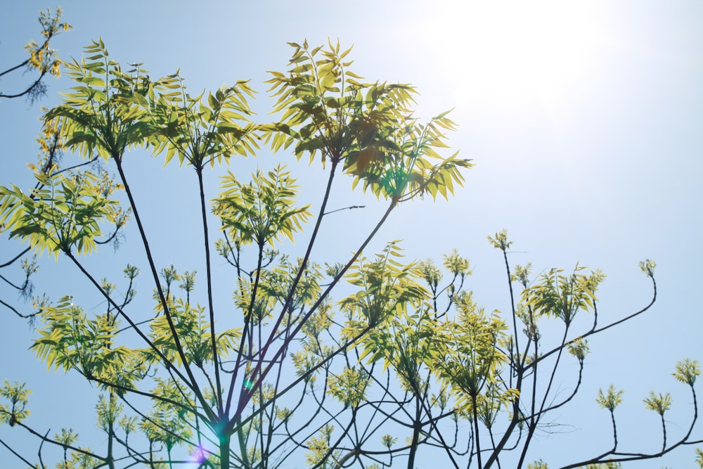 green leaves under blue sky during daytime