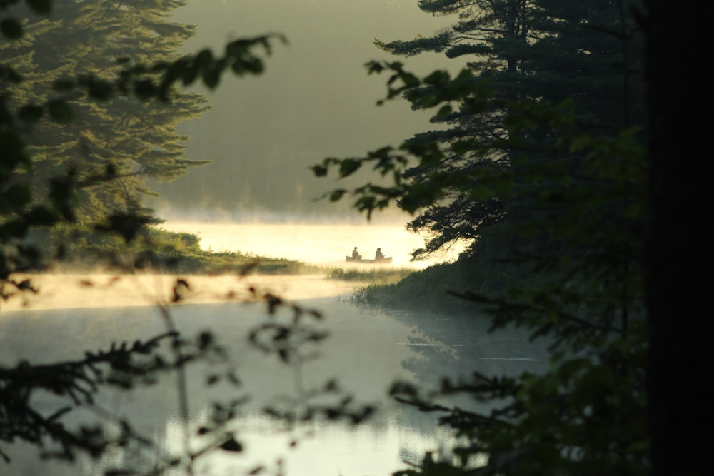 green trees near body of water during daytime