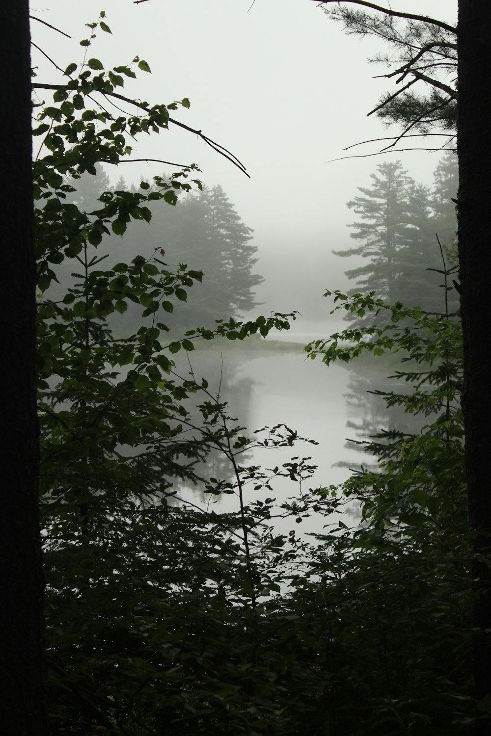 green trees on body of water during daytime