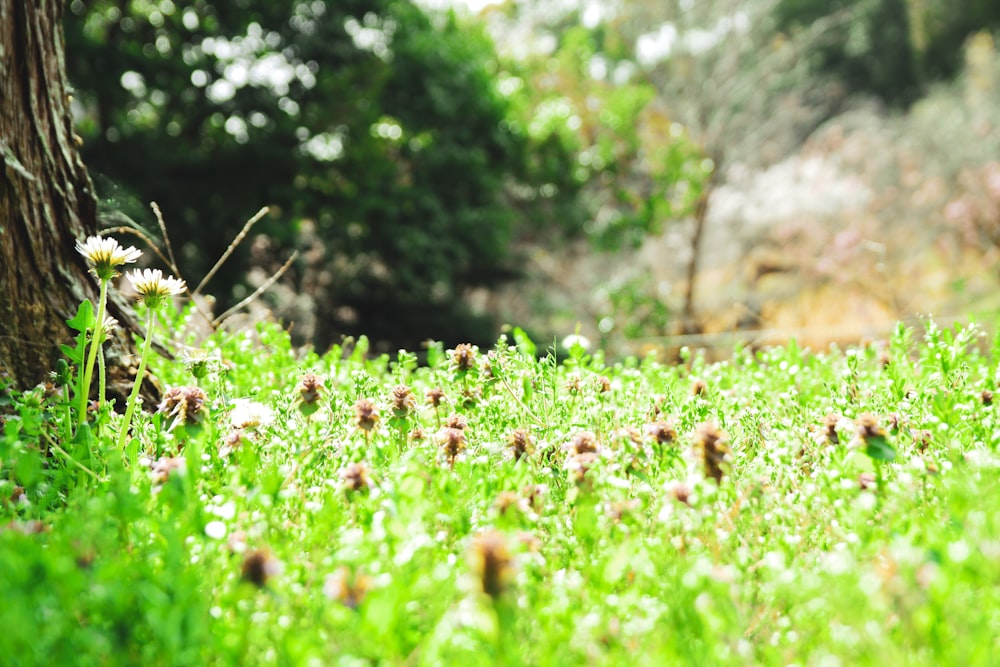 pink flower field during daytime