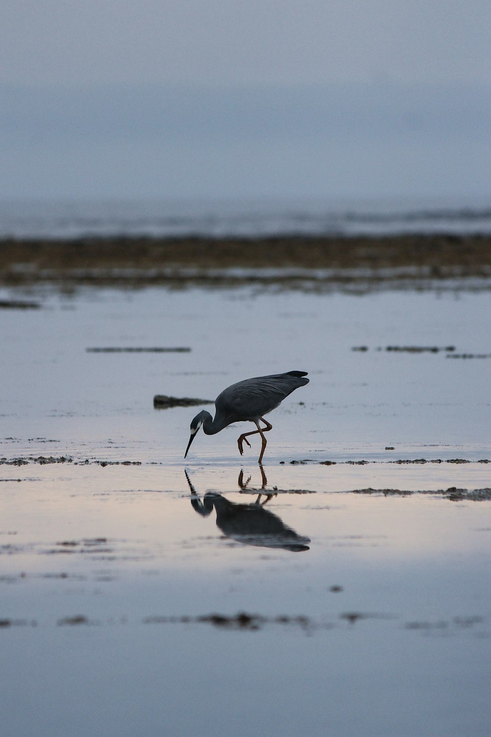 grey and white bird on brown sand during daytime