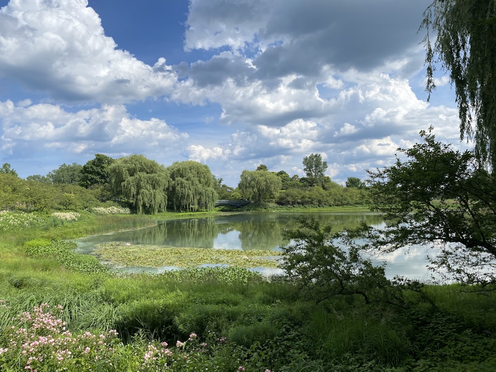 green trees beside river under blue sky and white clouds during daytime