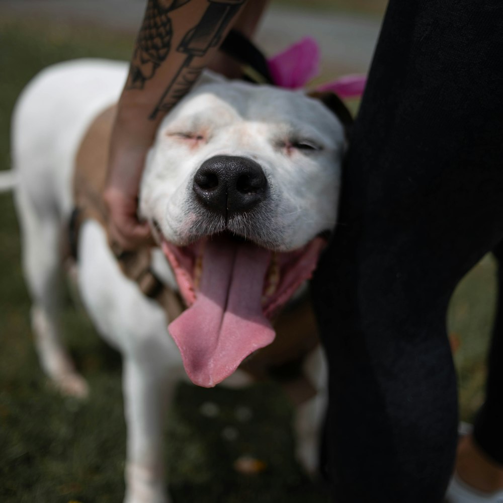 white and black short coated dog