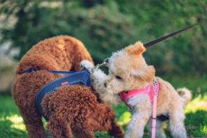 Two happy dogs playing together in a park, both dressed in vibrant, original shirts from Peludarte