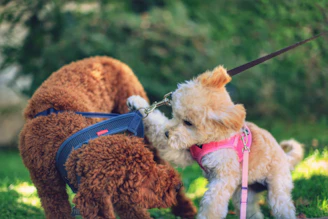 Two happy dogs playing together in a park, both dressed in vibrant, original shirts from Peludarte