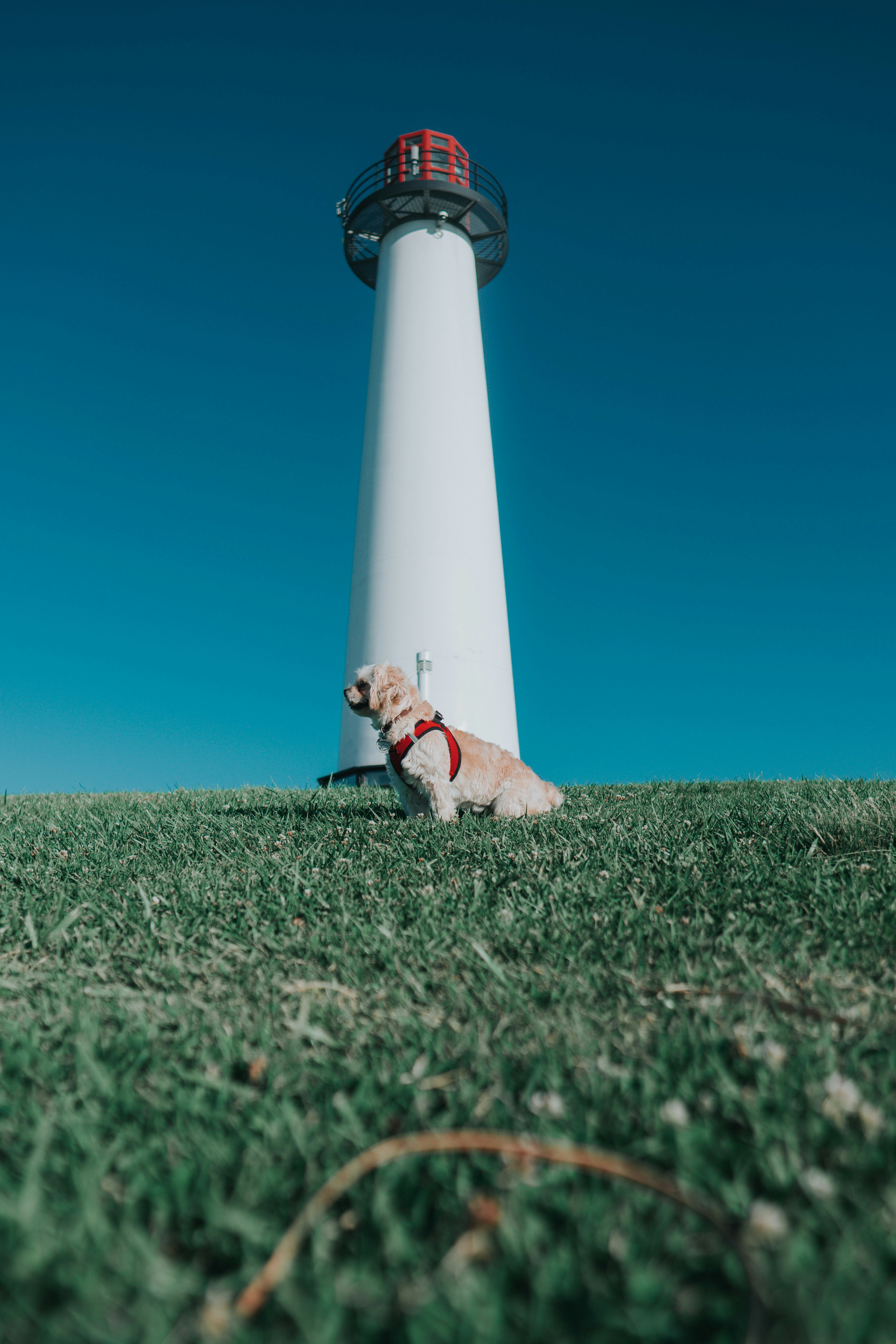 white and brown short coated dog on green grass field during daytime