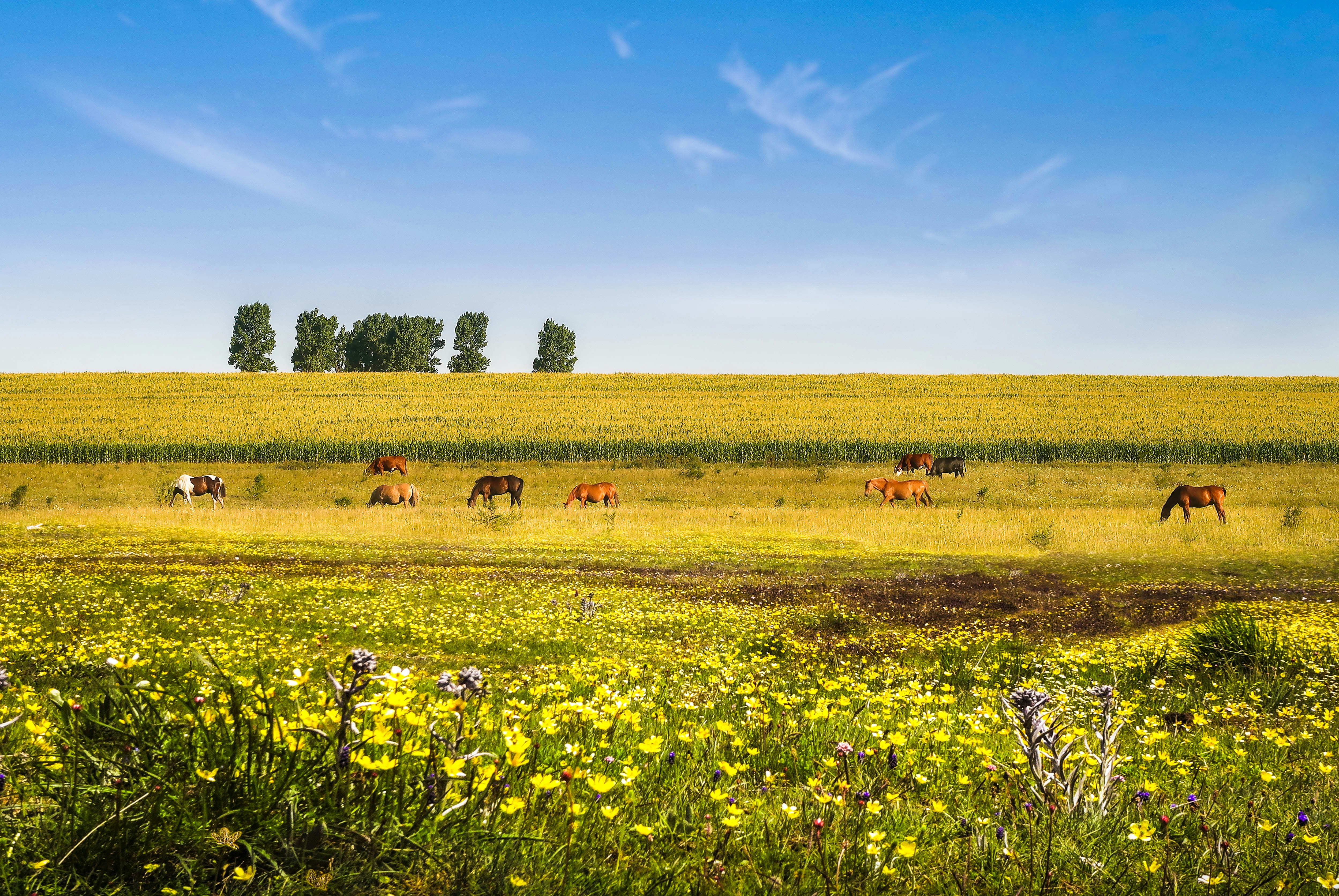 Photo by argentinanatural