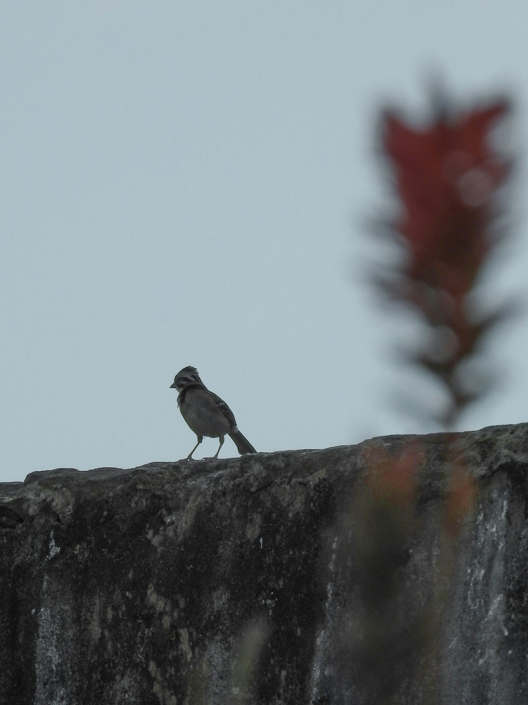 black and white bird on gray rock