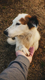 white and brown long coated dog
