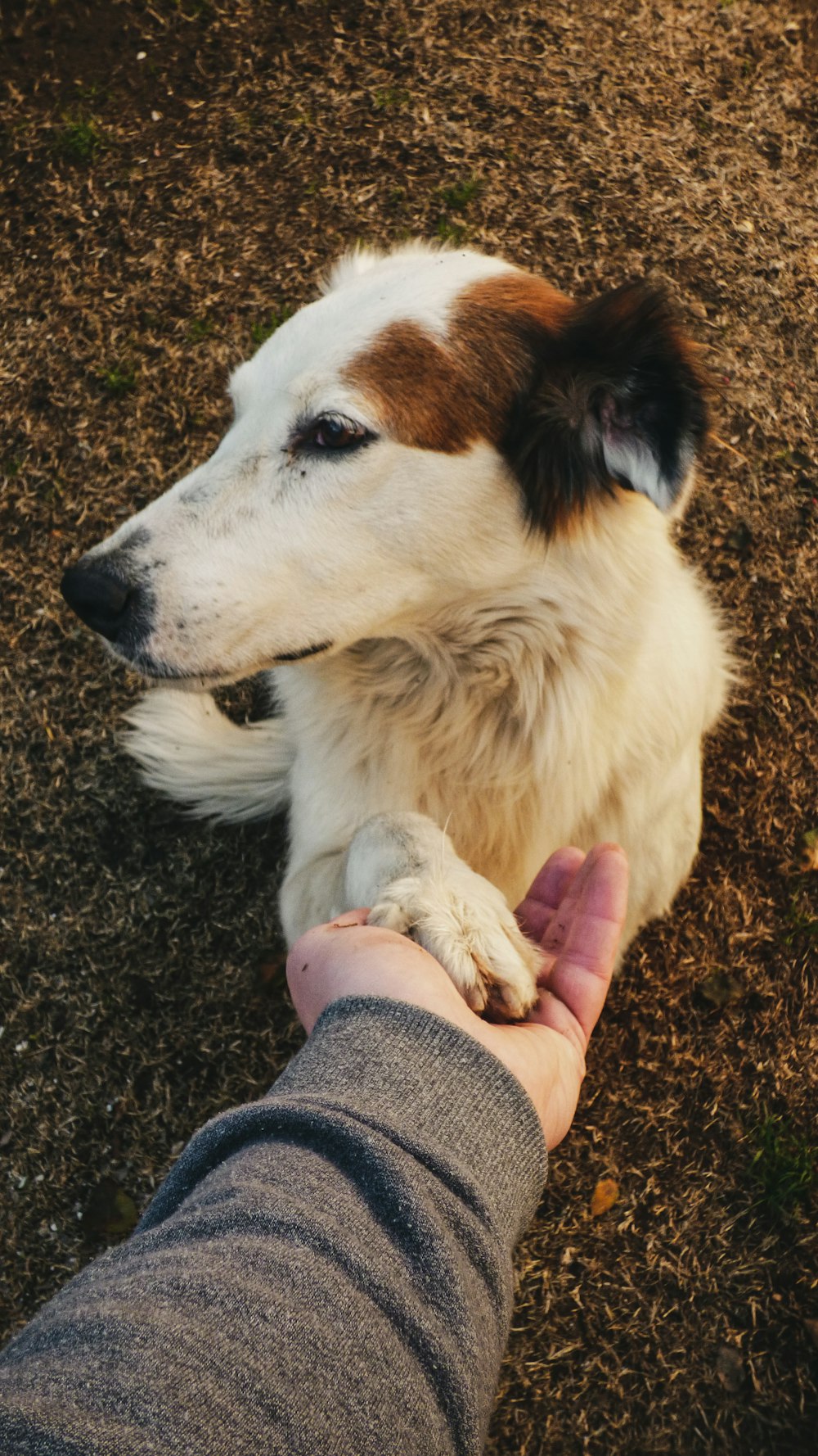 white and brown long coated dog