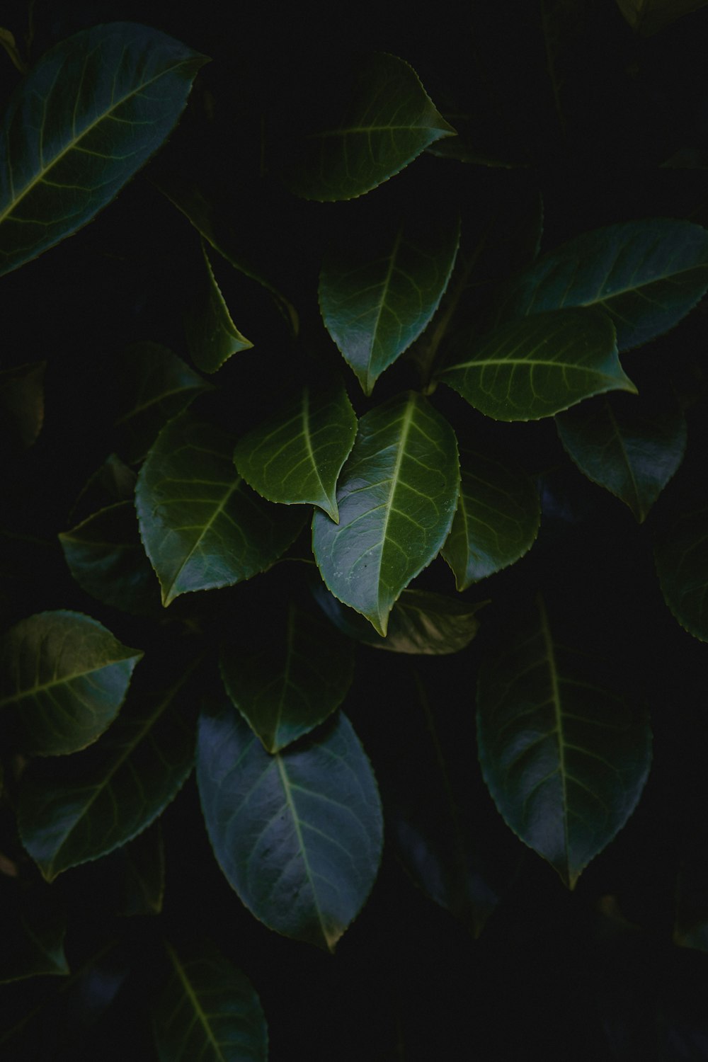 green leaves in close up photography