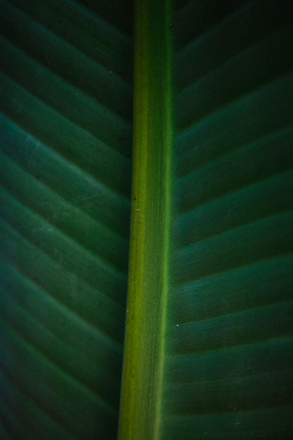 green and black striped textile