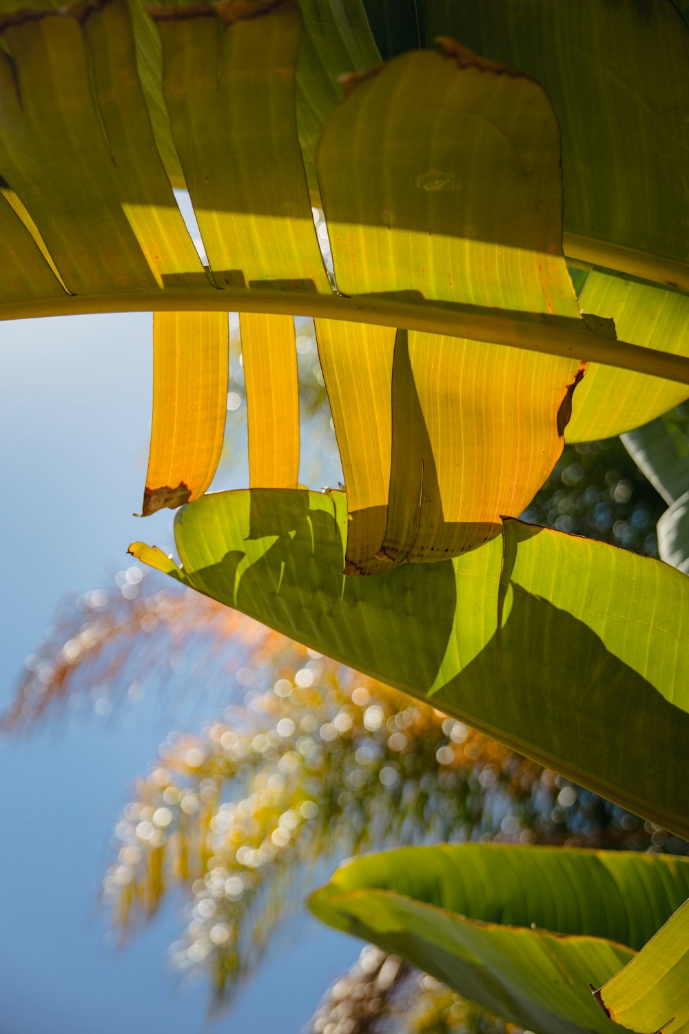 green banana leaf in close up photography during daytime