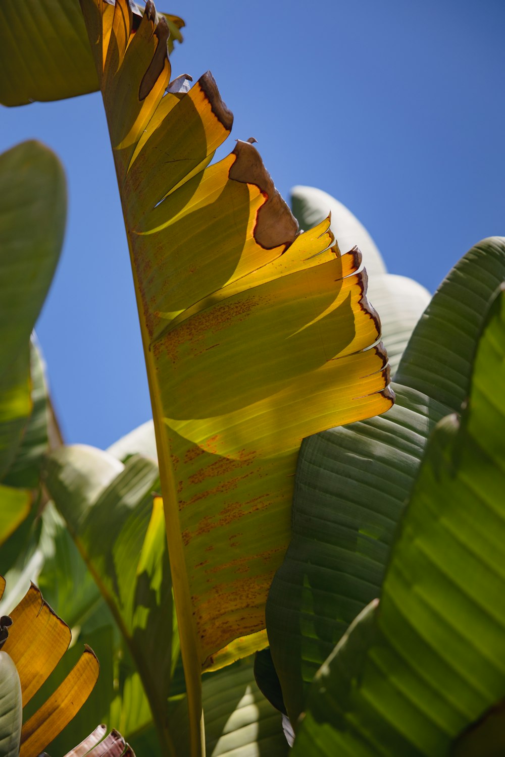 white and black bird on green banana leaf during daytime