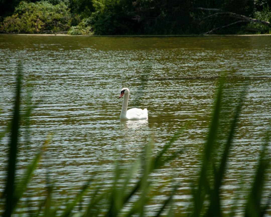 Nature reserve photo spot Toronto 27 Albert St E