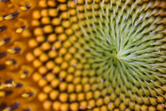 green and yellow round fruit