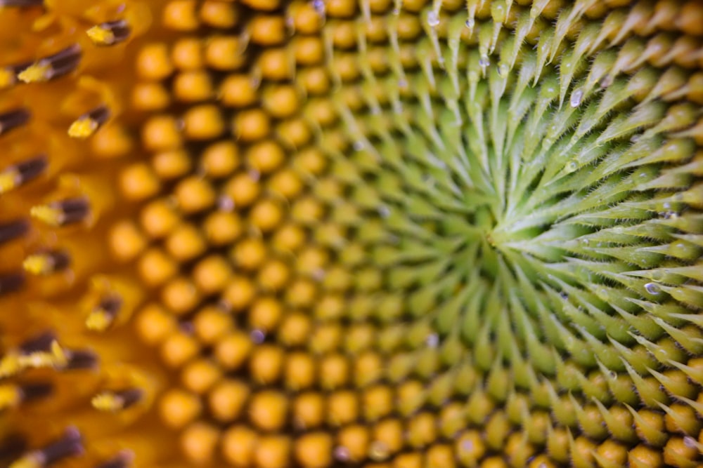 green and yellow round fruit