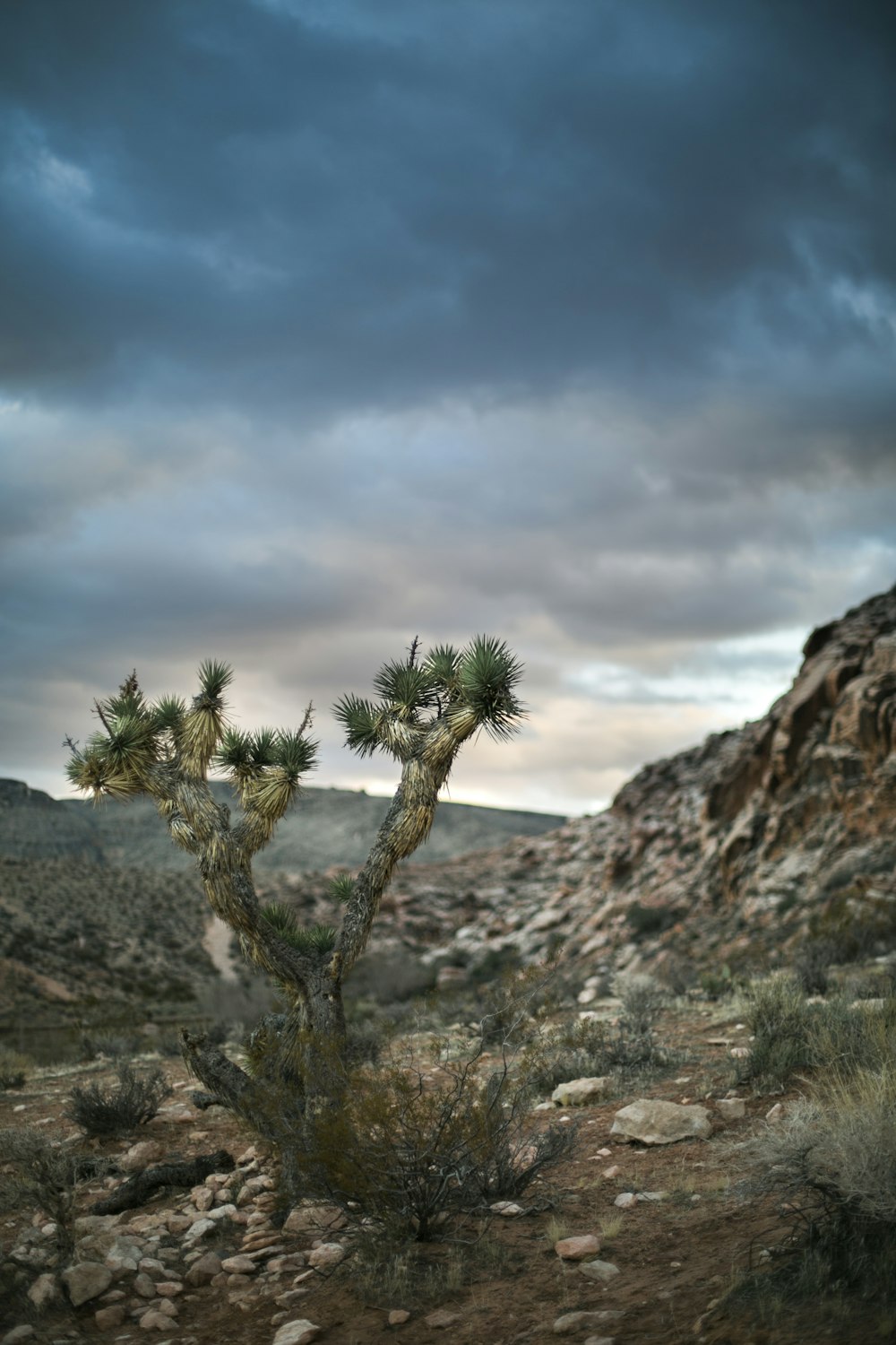 green tree on brown rocky mountain under white clouds and blue sky during daytime