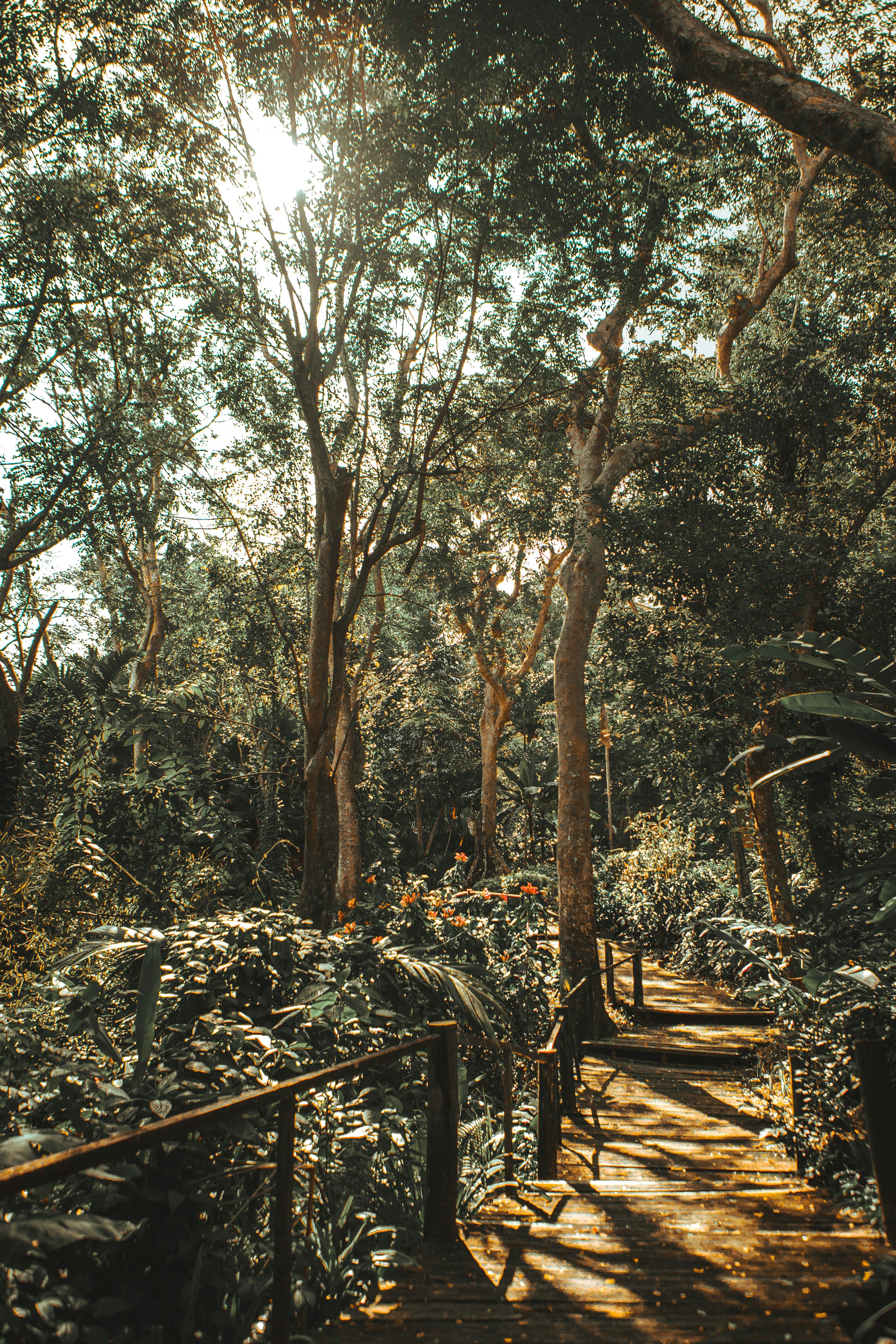 brown wooden bench under green trees during daytime